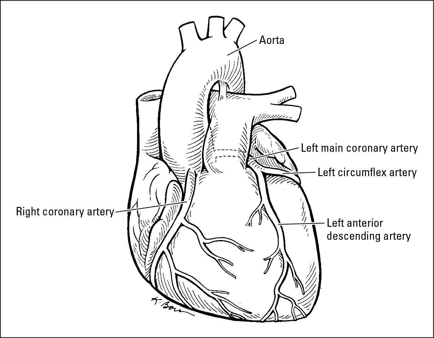 Figure 6-1: The healthy heart.